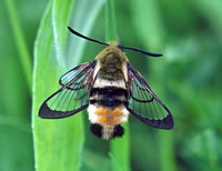Narrow-bordered Bee Hawkmoth - Hemaris tityus &copy; Teresa Farino