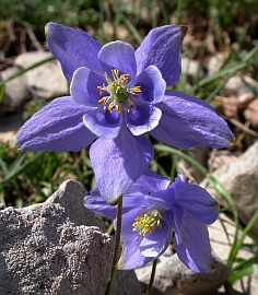 Aquilegia pyrenaica ssp. discolor