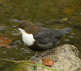 Dipper - Cinclus cinclus