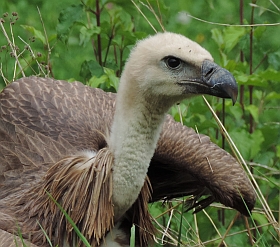 Griffon Vulture - Gyps fulvus