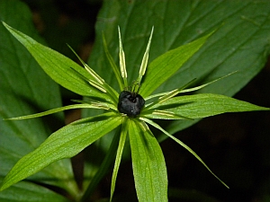 Herb Paris - Paris quadrifolia