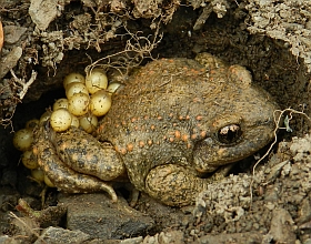 Midwife Toad - Alytes obstetricans