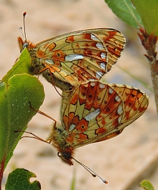 Pearl-bordered Fritillaries - Boloria euphrosyne