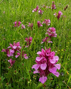 Pink Butterfly Orchids - Orchis papilionacea
