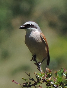 Red-backed Shrike - Lanius collurio