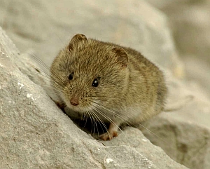 Snow Vole - Chionomys nivalis