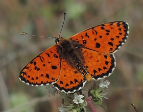 Spotted Fritillary - Melitaea didyma