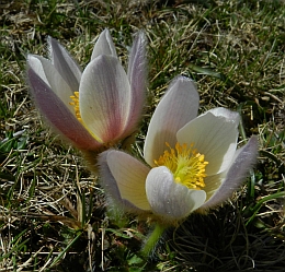 Spring Pasque Flower - Pulsatilla vernalis