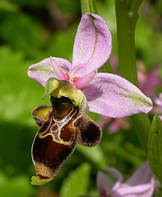 Woodcock Ophrys - Ophrys scolopax