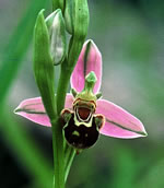 Bee Orchid - Picos de Europa. &copy; Teresa Farino