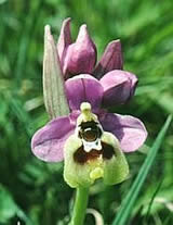 Sawfly Ophrys - Ophrys tenthredinifera © Teresa Farino