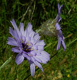 Blue Cupidone – Catananche caerulea