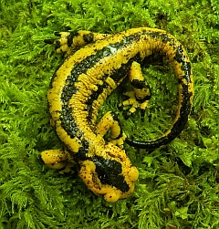 Fire Salamander – Salamandra salamandra