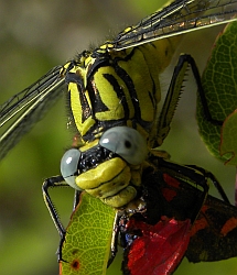 Female Yellow Clubtail – Gomphus simillimus © Teresa Farino