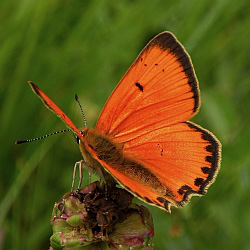 Male Scarce Copper - Lycaena virgaureae © Teresa Farino