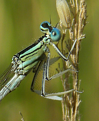 Male White Featherleg – Platycnemis latipes © Teresa Farino