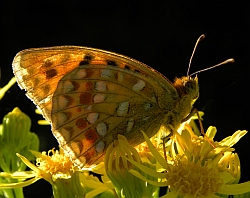 Niobe Fritillary - Argynnis niobe &copy; Teresa Farino