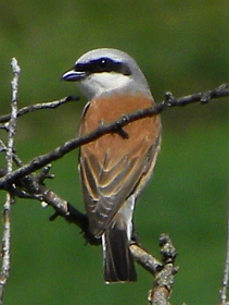 Red-backed Shrike – Lanius collurio © Teresa Farino