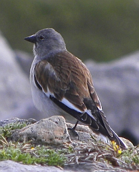 Snowfinch – Montifringilla nivalis TF © Teresa Farino