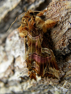 The Latin - Callopistria juventina © Teresa Farino