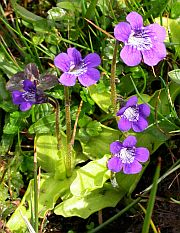 Large-flowered Butterwort - Pinguicula grandiflora © Teresa Farino