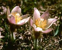 Spring Pasque Flower - Picos de Europa. &copy; Teresa Farino