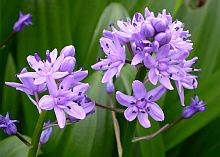 Pyrenean Squill - Scilla lilio-hyacinthus &copy; Teresa Farino