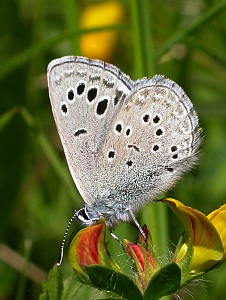 Black-eyed Blue - Glaucopsyche melanops