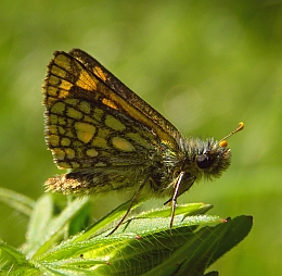 Chequered Skipper - Carterocephalus palaemon