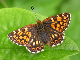 Duke of Burgundy Fritillary - Hamearis lucina