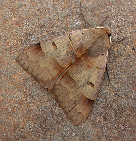 Lunar Double-stripe - Minucia lunaris