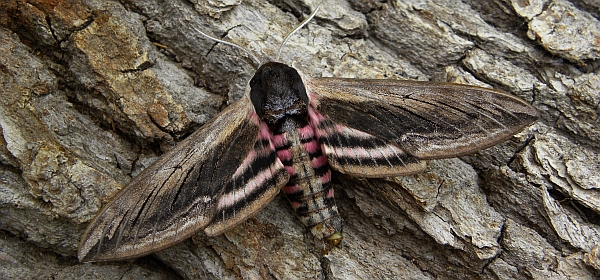 Privet Hawkmoth - Sphinx ligustri