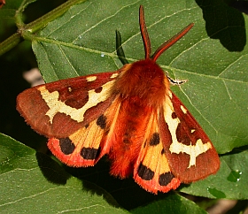 Spanish Tiger - Hyphoraia dejeani