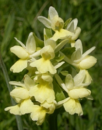 Dactylorhiza sulphurea &copy; Teresa Farino