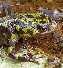 Marbled Newt - Triturus marmoratus &copy; Teresa Farino