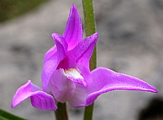 Red Helleborine - Cephalanthera rubra &copy; Teresa Farino