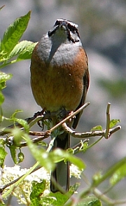 Rock Bunting - Emberiza cia &copy; Teresa Farino