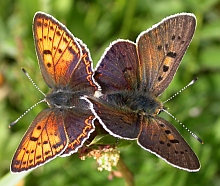 Sooty Coppers - Lycaena tityrus &copy; Teresa Farino