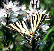 Spanish Swallowtail - Iphiclides feisthamelii &copy; Teresa Farino