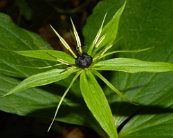 Herb-Paris – Paris quadrifolia