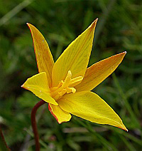 Wild Tulip – Tulipa sylvestris ssp. australis © Teresa Farino