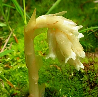 Yellow Bird's-nest - Monotropa hypopitys &copy; Teresa Farino