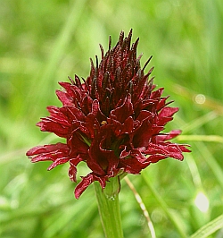 Botany tours in spain - Nigritella gabasiana &copy; Teresa Farino