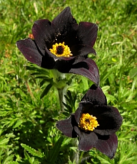 Botany holidays in spain - Pasque Flower - Pulsatilla rubra ssp. hispanica © Teresa Farino