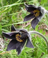 Botany holidays in spain - Pasque Flower - Pulsatilla rubra ssp. hispanica &copy; Teresa Farino