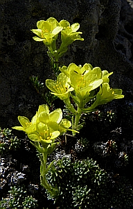 Botanical tours in spain - Saxifraga felineri © Teresa Farino