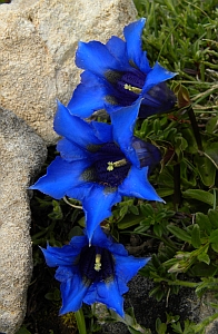 Trumpet Gentians - Gentiana angustifolia  ssp. corbariensis © Teresa Farino