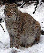 Boreal Lynx © John Muddeman