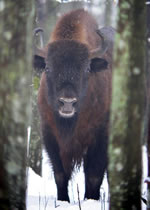 European Bison © John Muddeman