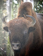 European Bison © John Muddeman